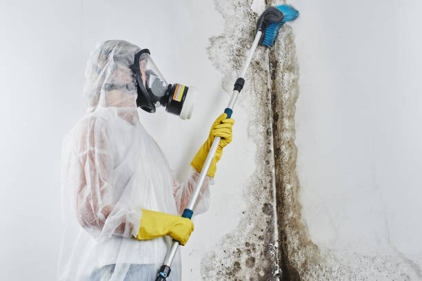 Best Mold Testing  in Meadowbrook, CA