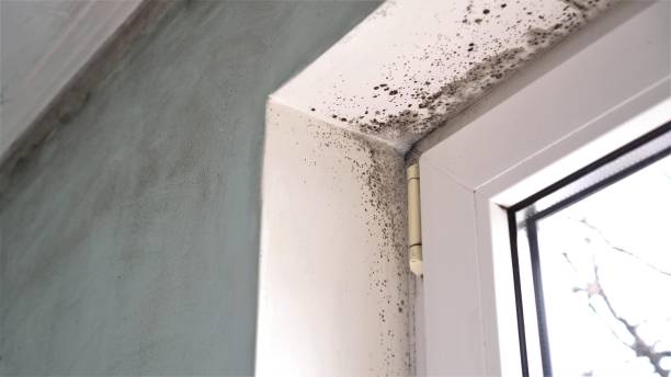Best Mold Testing  in Meadowbrook, CA